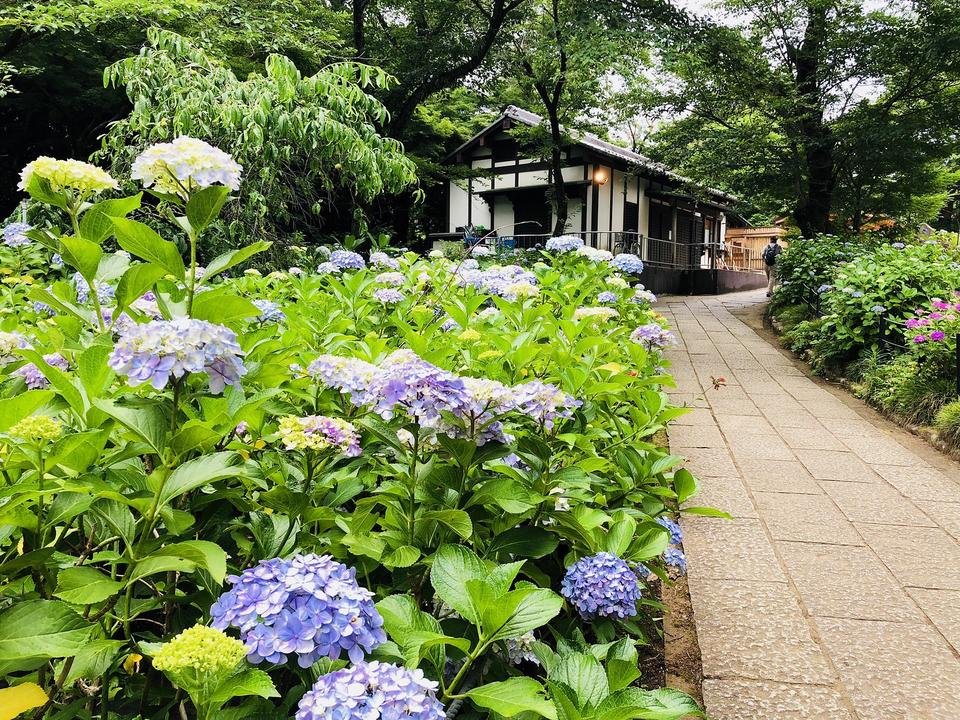 本土寺【公式】｜本土寺の御宝物と四季 紫陽花寺