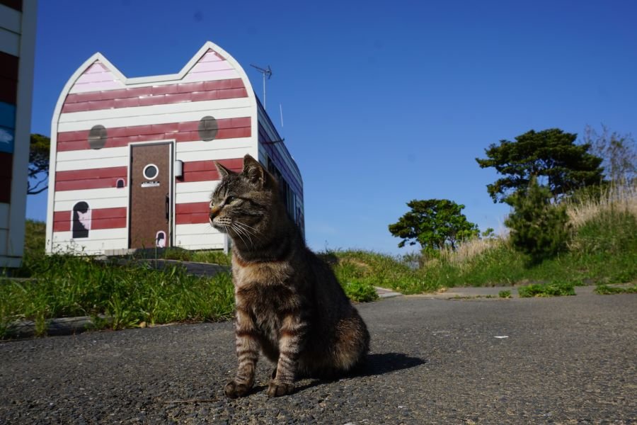 猫の島でひたすら癒される 田代島 And Trip たびびと