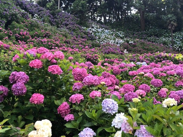 都心から近いあじさいの絶景 服部農園あじさい屋敷で癒される 千葉県茂原市 And Trip たびびと