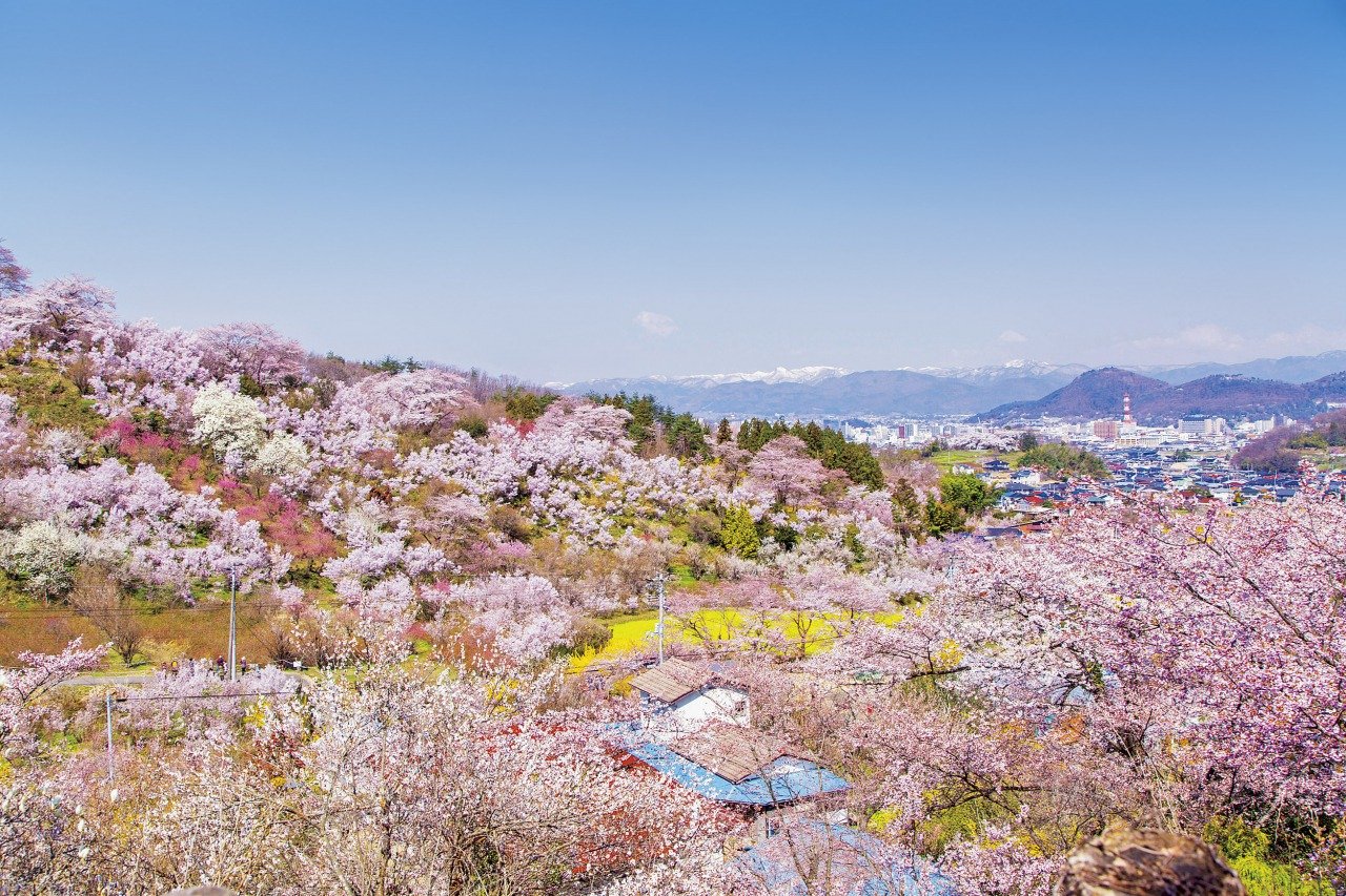 福島に桃源郷あり 花見山 And Trip たびびと