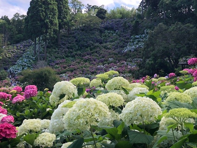都心から近いあじさいの絶景 服部農園あじさい屋敷で癒される 千葉県茂原市 And Trip たびびと
