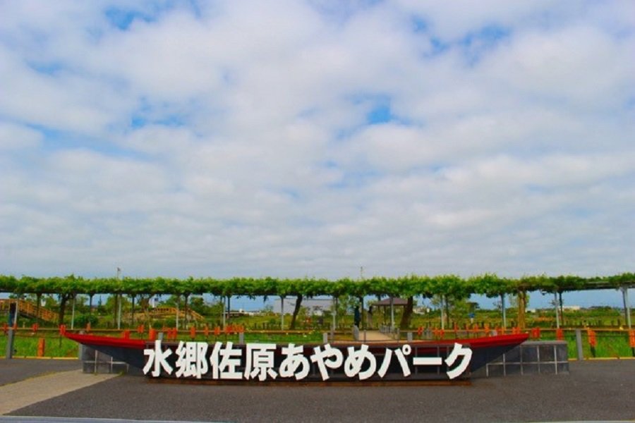 水郷佐原あやめ祭り6月19日(日)まで開催中|*and trip. たびびと