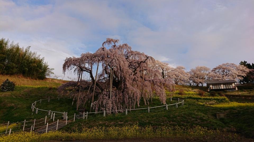 日本三大桜の１つ！福島県【三春滝桜】2023年情報！｜*and trip. たびびと