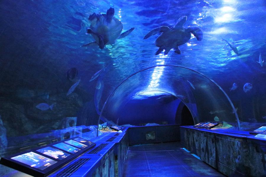 品川水族館 フロアマップ - しながわ水族館