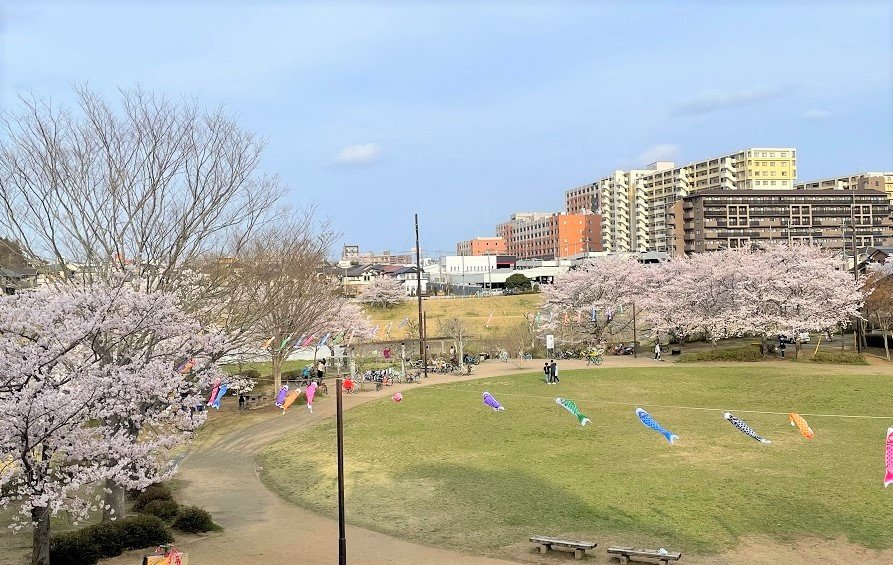 成田市／公津の杜公園／駐車場／BBQ／配達／バーベキューレンタル／千葉／花見／桜／鯉のぼり