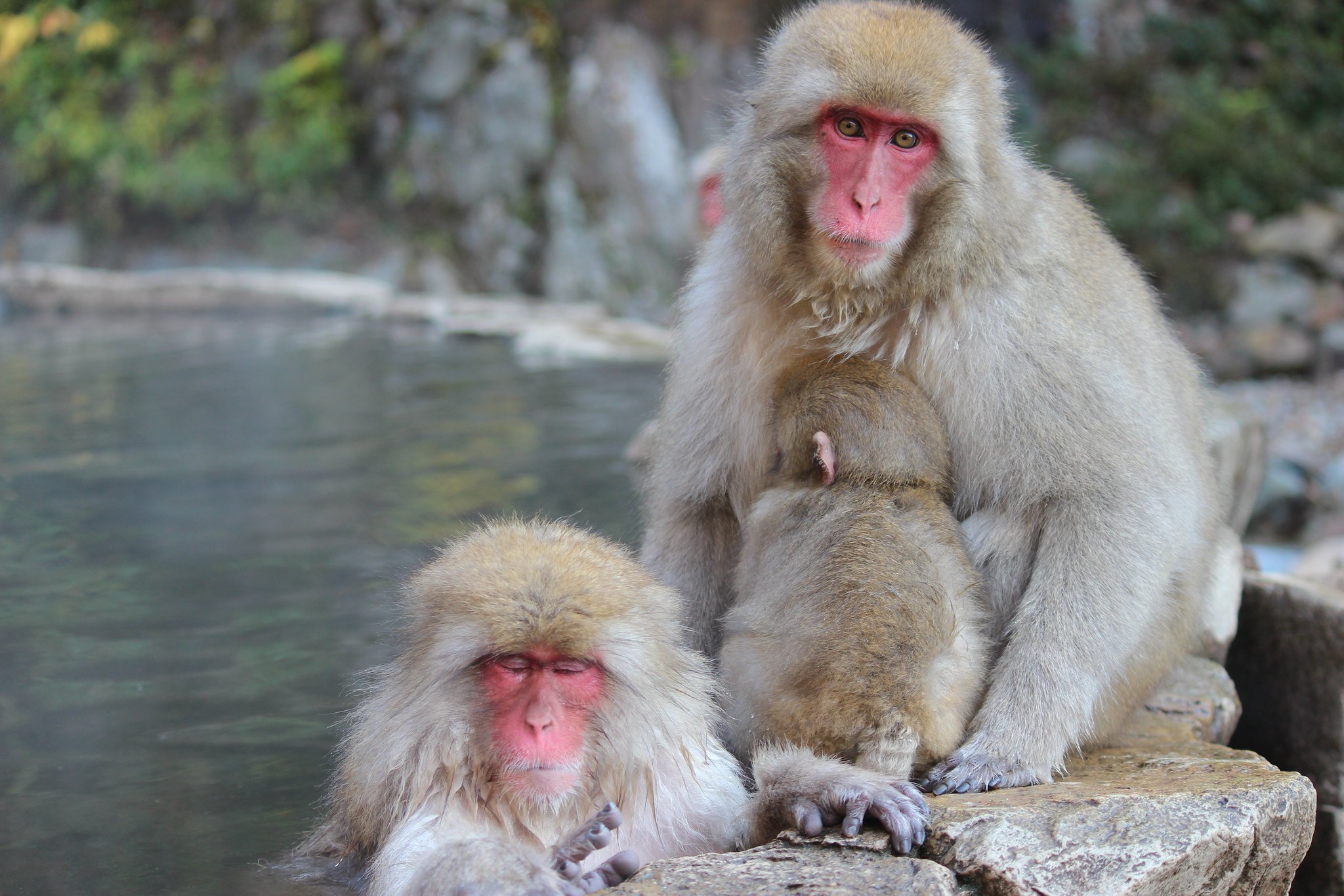 サルたちの楽園 地獄谷野猿公苑 And Trip たびびと