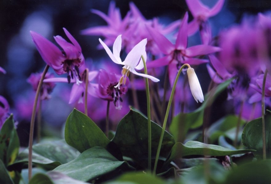 長い年月をかけて咲く可憐な花 カタクリ群生の郷 And Trip たびびと