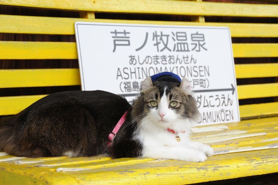 ねこ駅長に会える駅 芦ノ牧温泉駅 And Trip たびびと